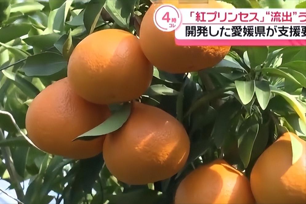 日方要求中方停种红公主柑橘，将赴华收集完整证据。6月22日，爱媛县知事中村时广直