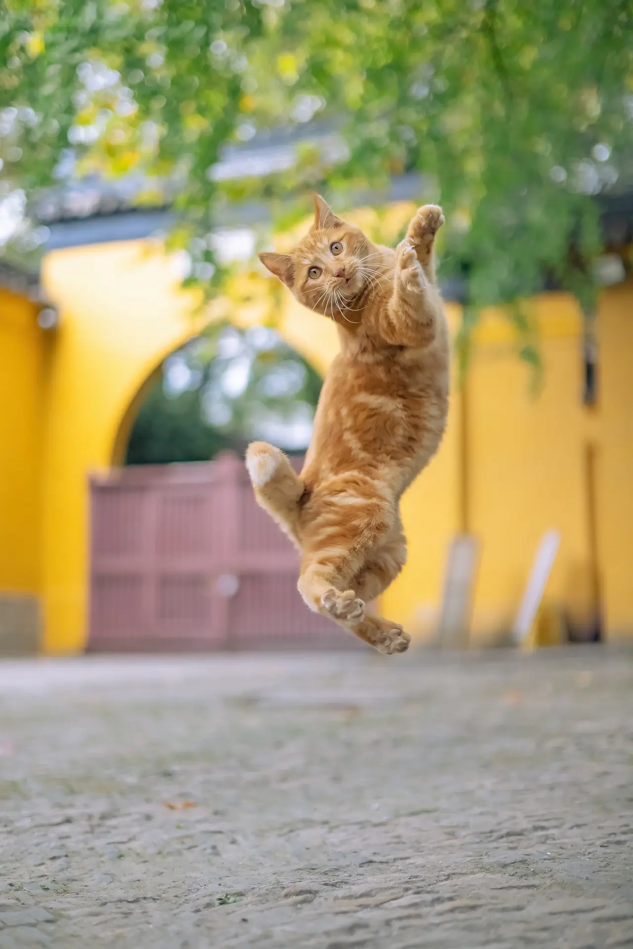 我的猫片佳作，请大数据推送给爱猫的人。大家好，我是猫咪摄影师喵呜不停...