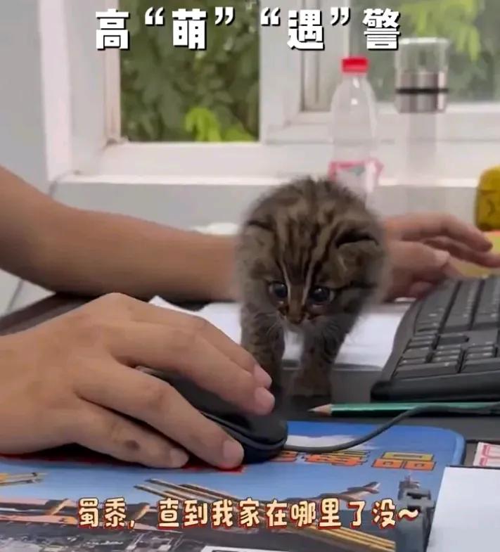 近日，云南红河。屏边警方接到群众求助称，自己遇到一只长得特别的“小猫”，送到派出