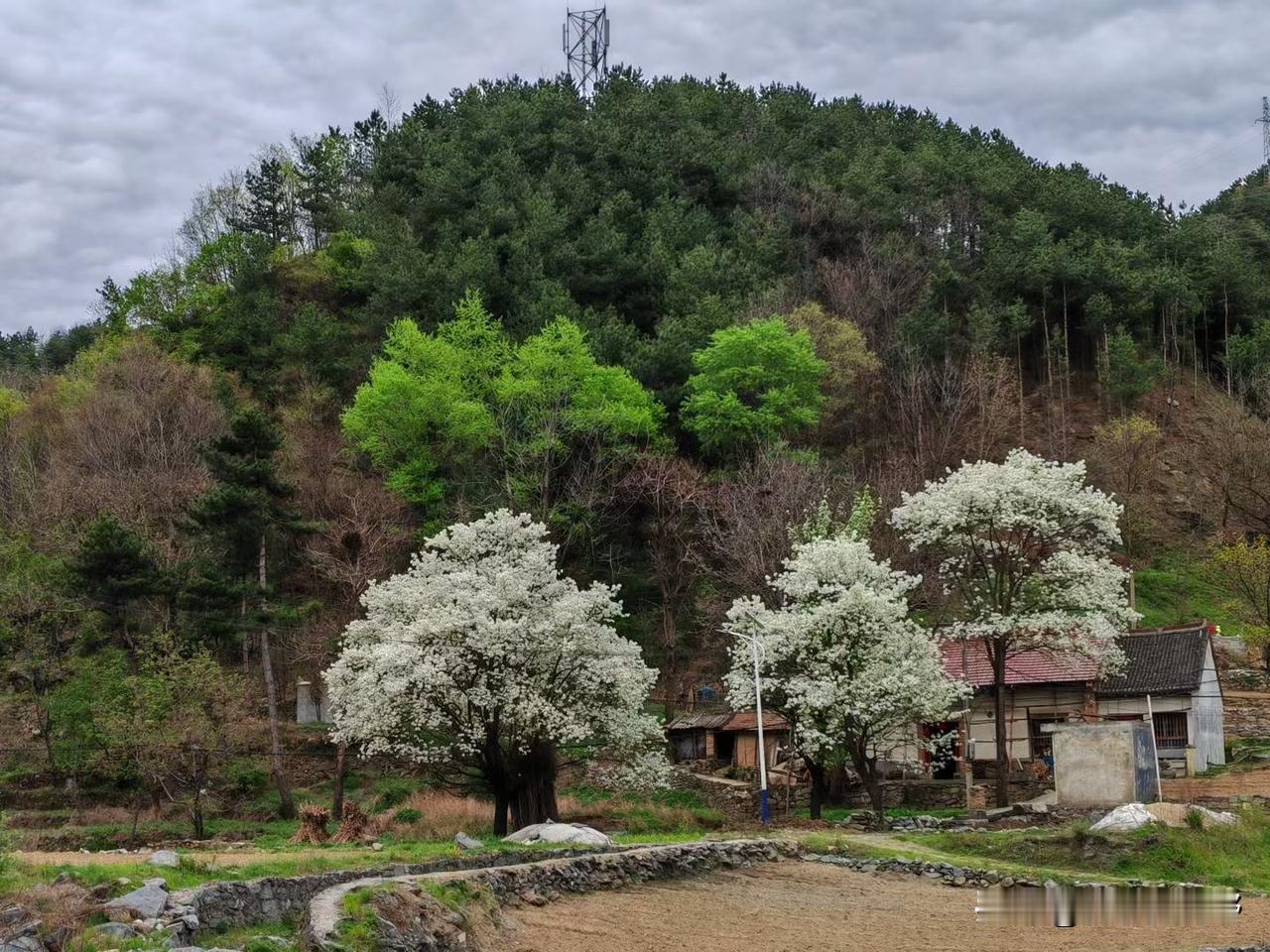 春日马村美景，花开满树，静谧而美好乡村美景风光照 治愈系乡村风光 路边的春天美景