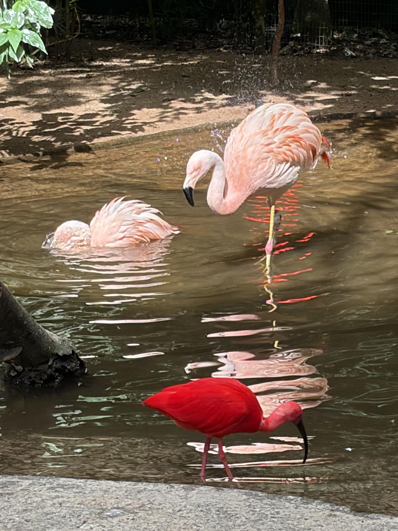 南美游之巴西：伊瓜苏的羽衣诗行，鸟园参观记 260228

在伊瓜苏国家公园的入