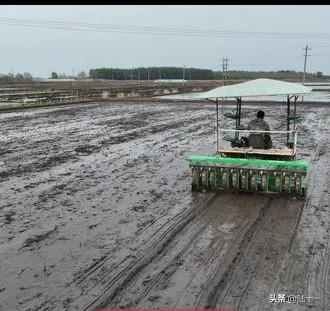 以前，水稻的种植方式都是采用的育苗移栽，就是先在苗田培育秧苗，一个月以后移栽大田