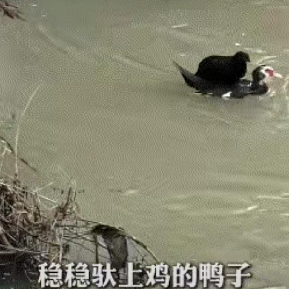 动物越来越有灵性了。
近日，湖南某个水库泄洪导致一只鸡被困河对面。没想到，一只鸭