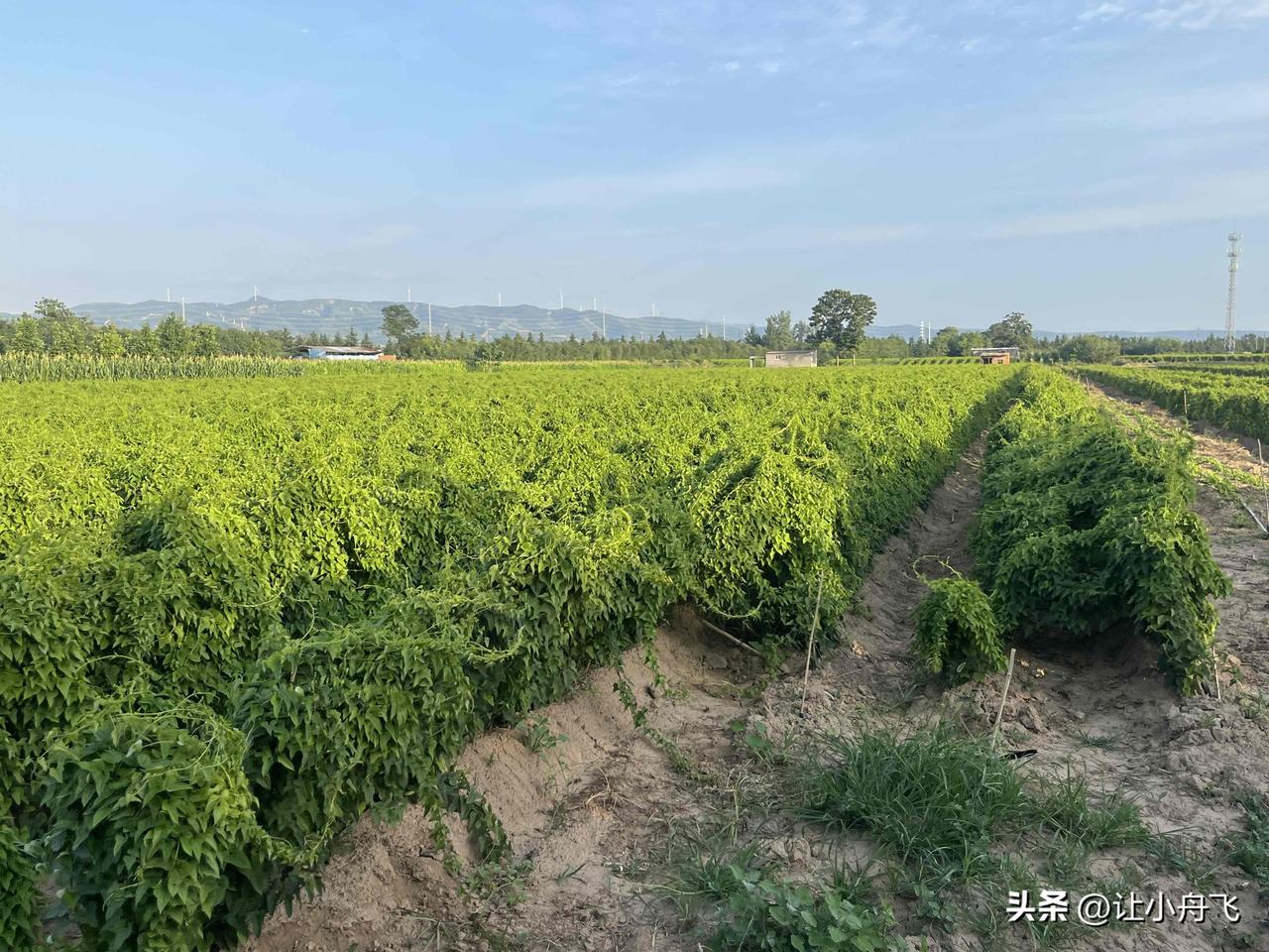 知道这个是什么植物吗？对于这一片的人来说，原来可能有点陌生。但是，今年一点也不陌