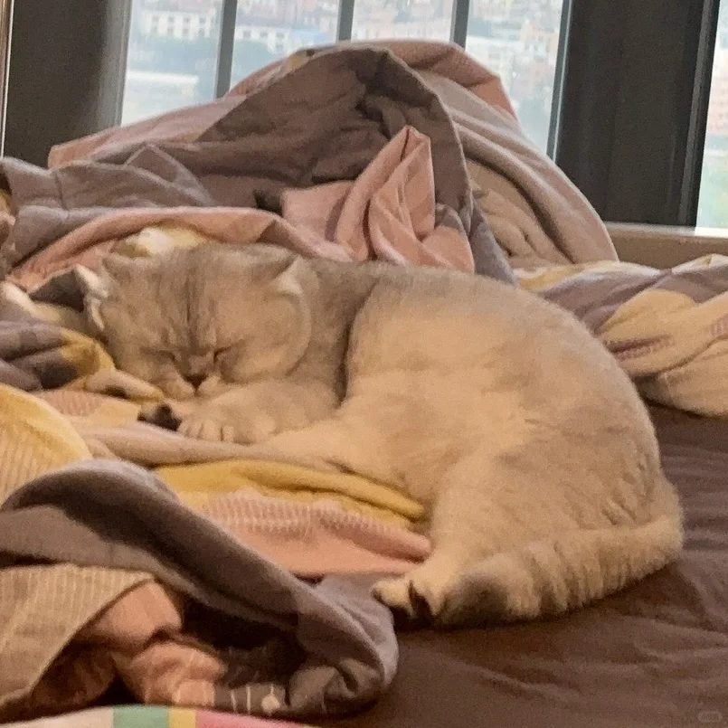 芝麻酱～起床了没