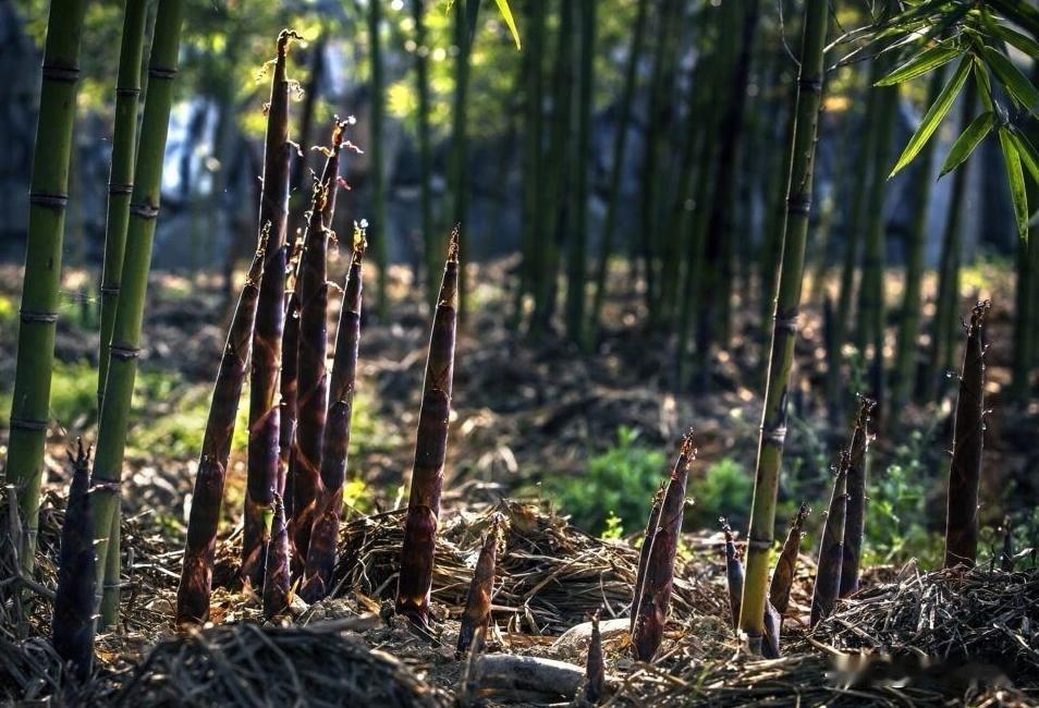 朋友，你要像养竹子🎍一样，养自己。
竹子的前四年，只长了3厘米。
第五年，一场