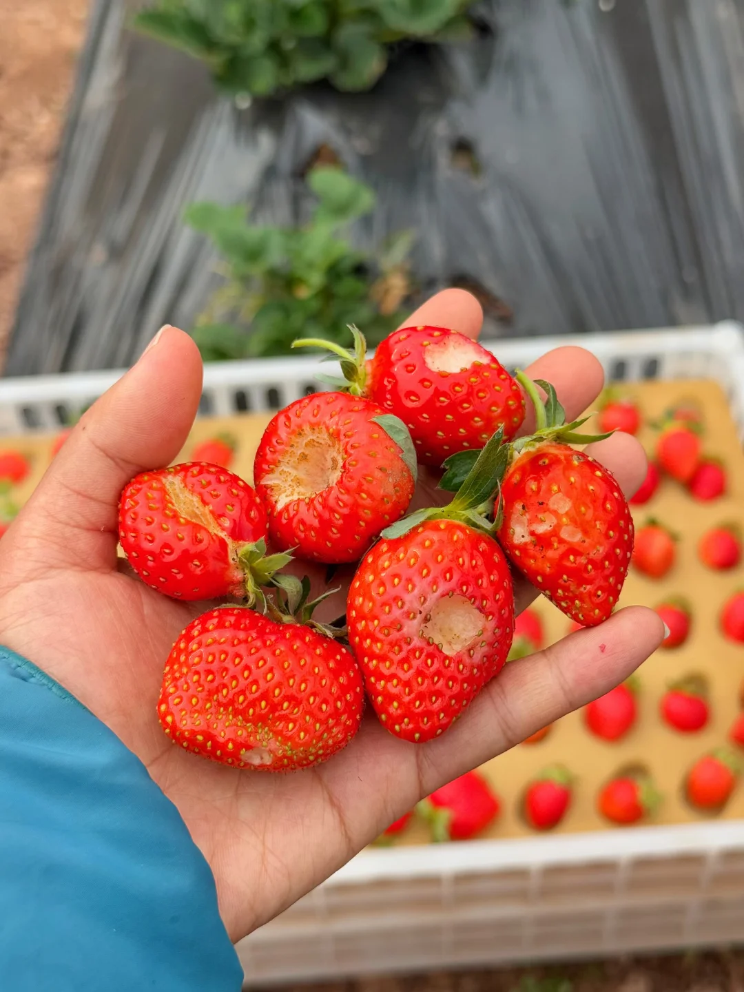 🍓因为不打💊，昆虫吃一半，我们卖一半！