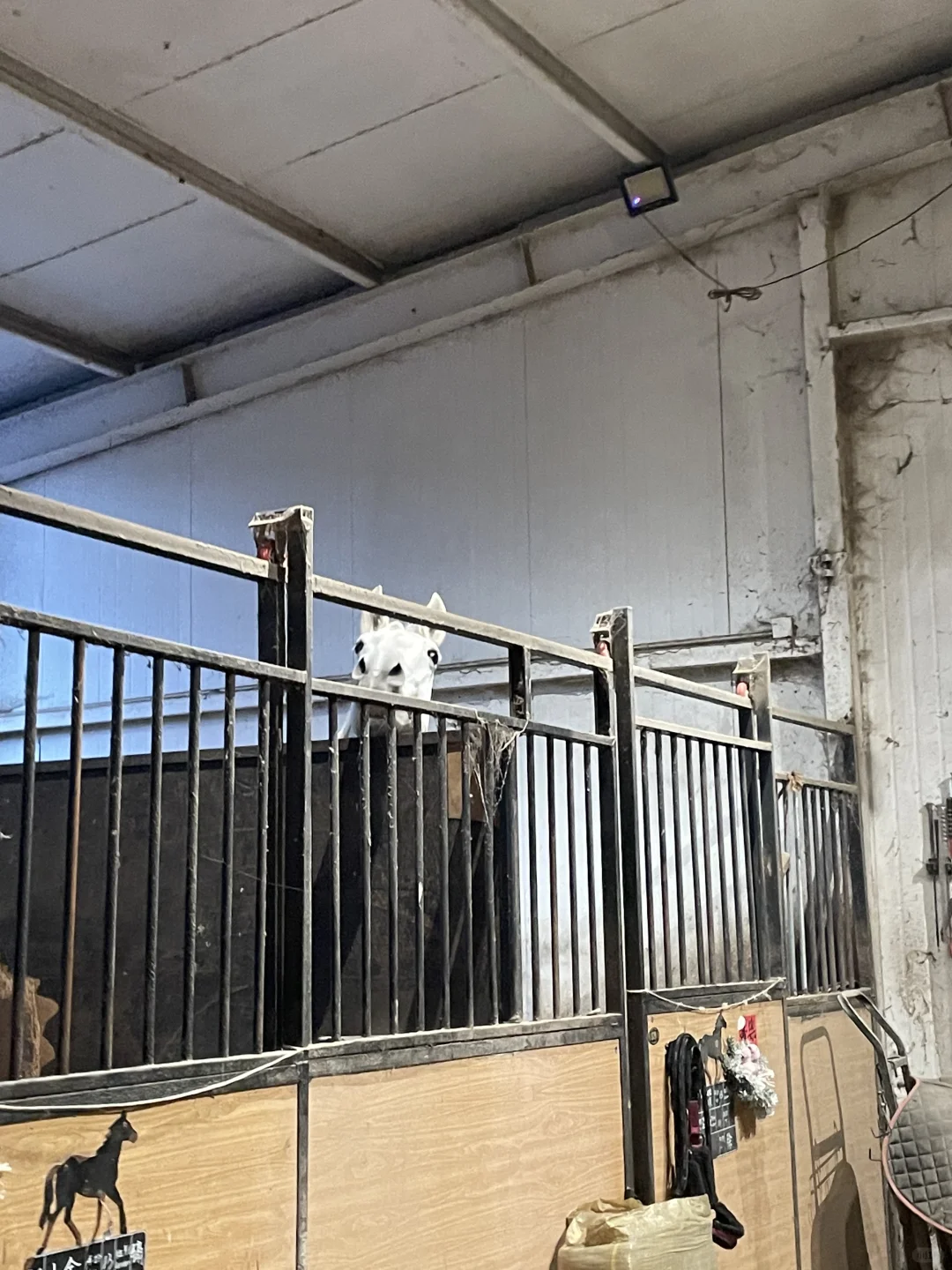 邪恶大鼻嘎：我会一直监视你…永远