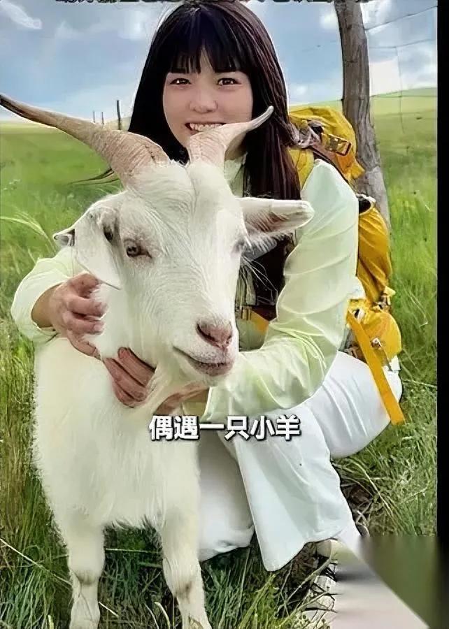 你敢信吗？

小羊追车跑了一里地。

这不是什么编出来的治愈段子，是最近赤峰草原