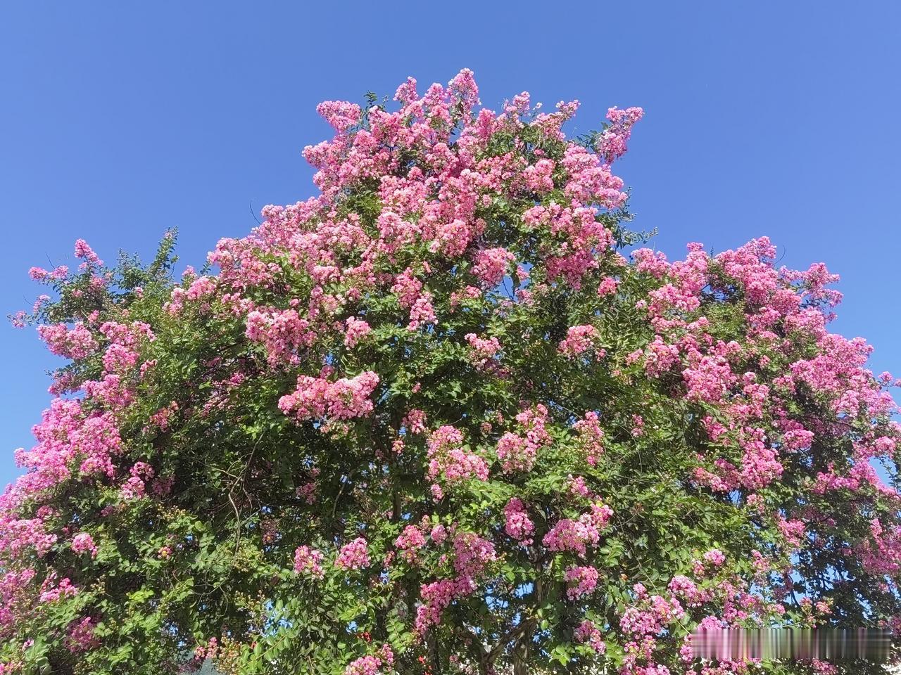 养眼的紫薇花   真是好美景