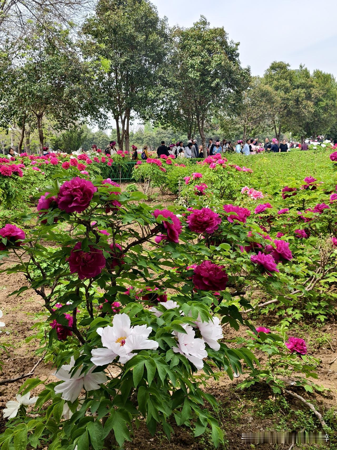花美花香迷人醉曹州牡丹园游赏