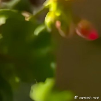 森林驿站每日‬一善阳光‎信用 露薇花的种植方法露微花(又称露薇花)的种植方法主要