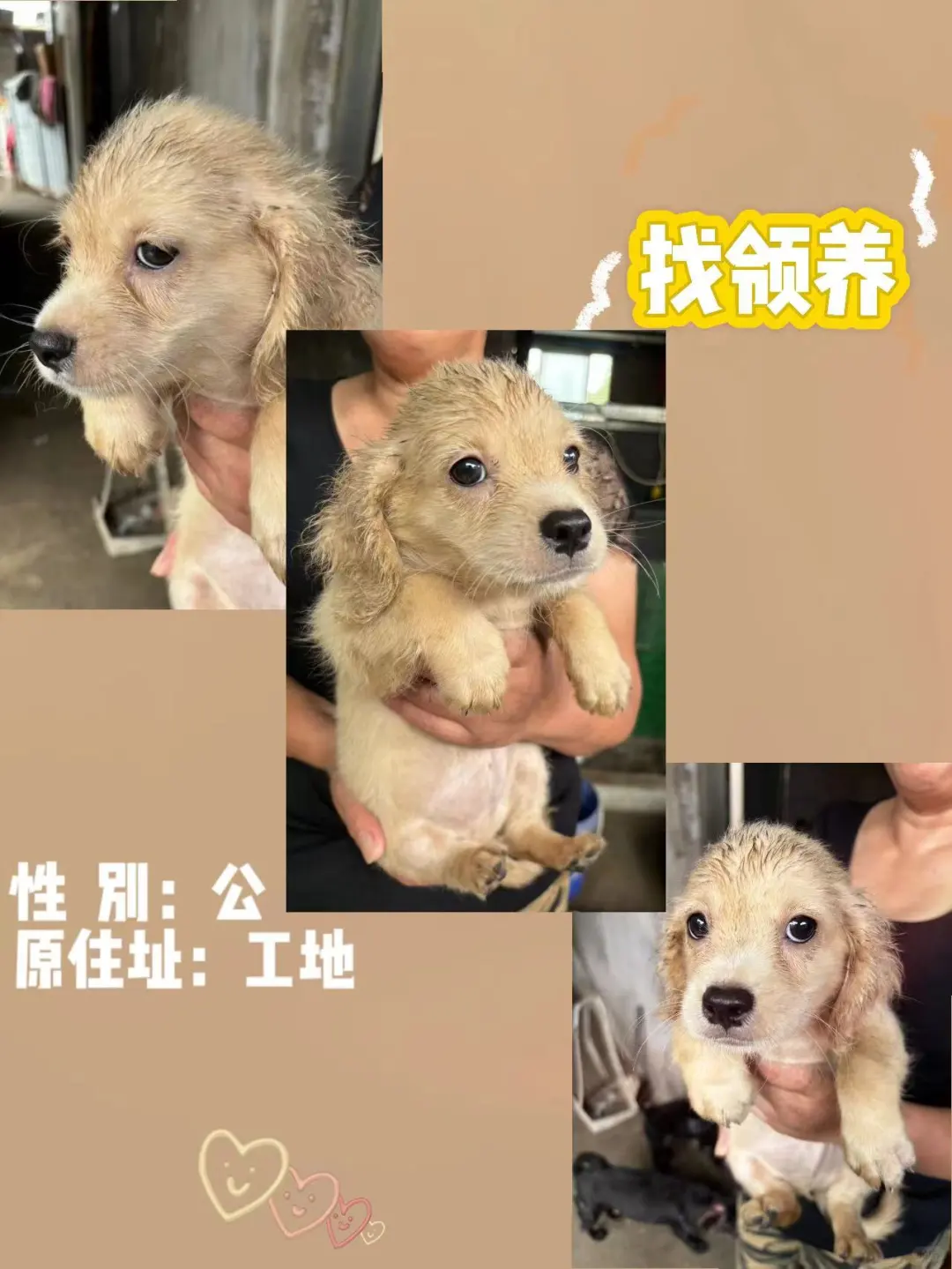 有没有姨姨喜欢出生在垃圾站的我们呀？