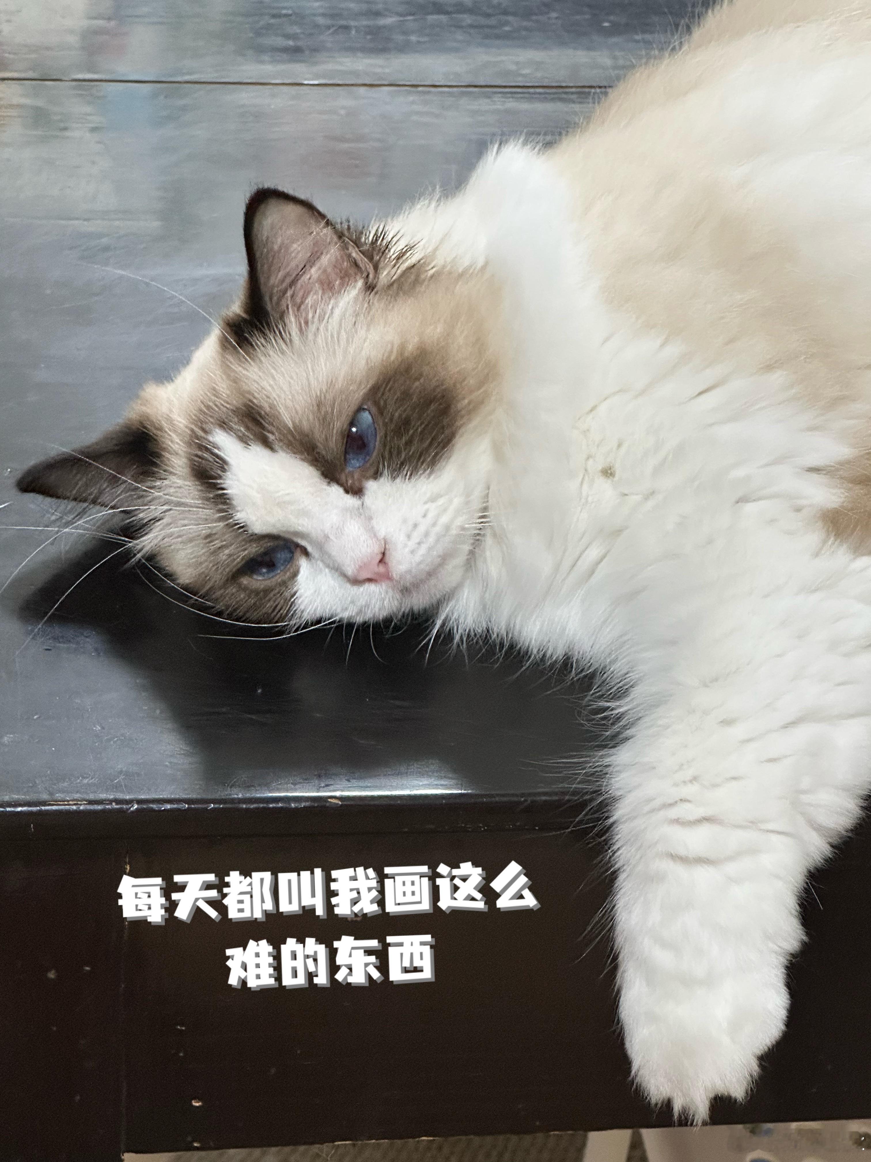 背景助理小咪每天都很崩溃 