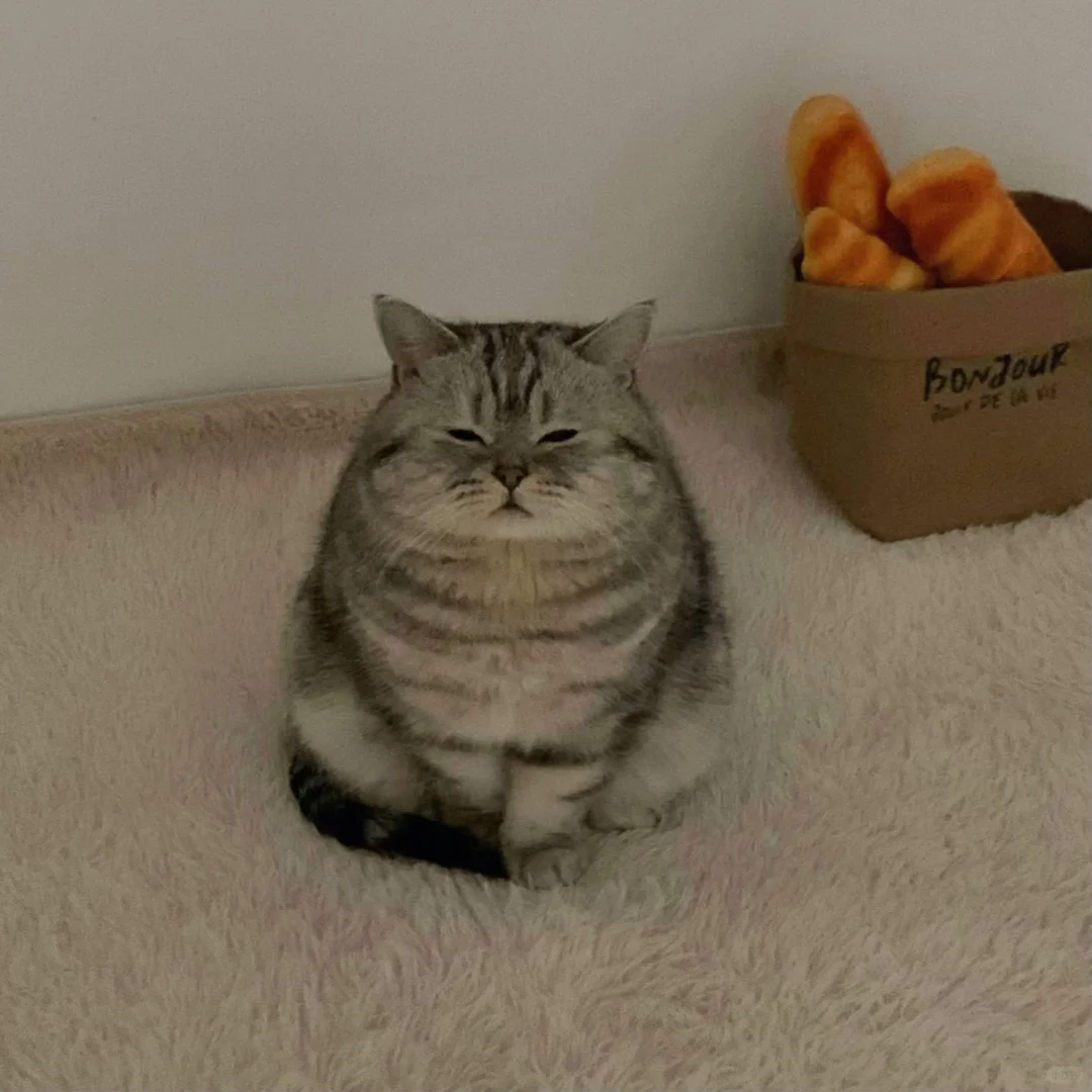 谁家小猫半夜不睡觉坐在那里讨饭啊🐷！！