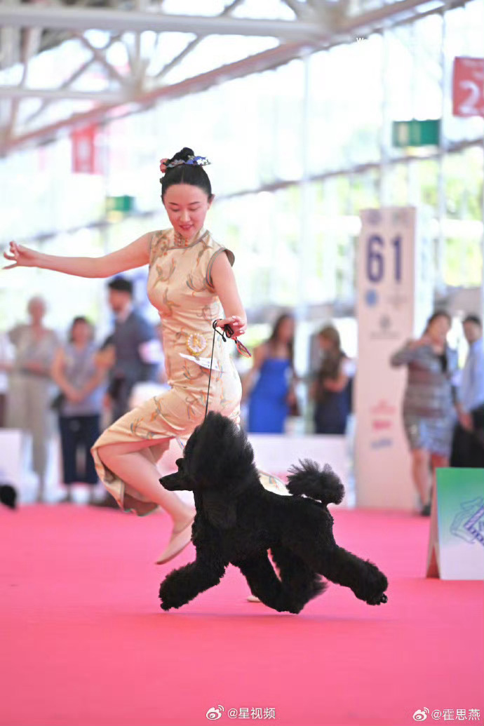 霍思燕爱犬在意大利夺冠这个词条是怎么上热搜的？一个演员的狗在国外夺冠，有这么大影