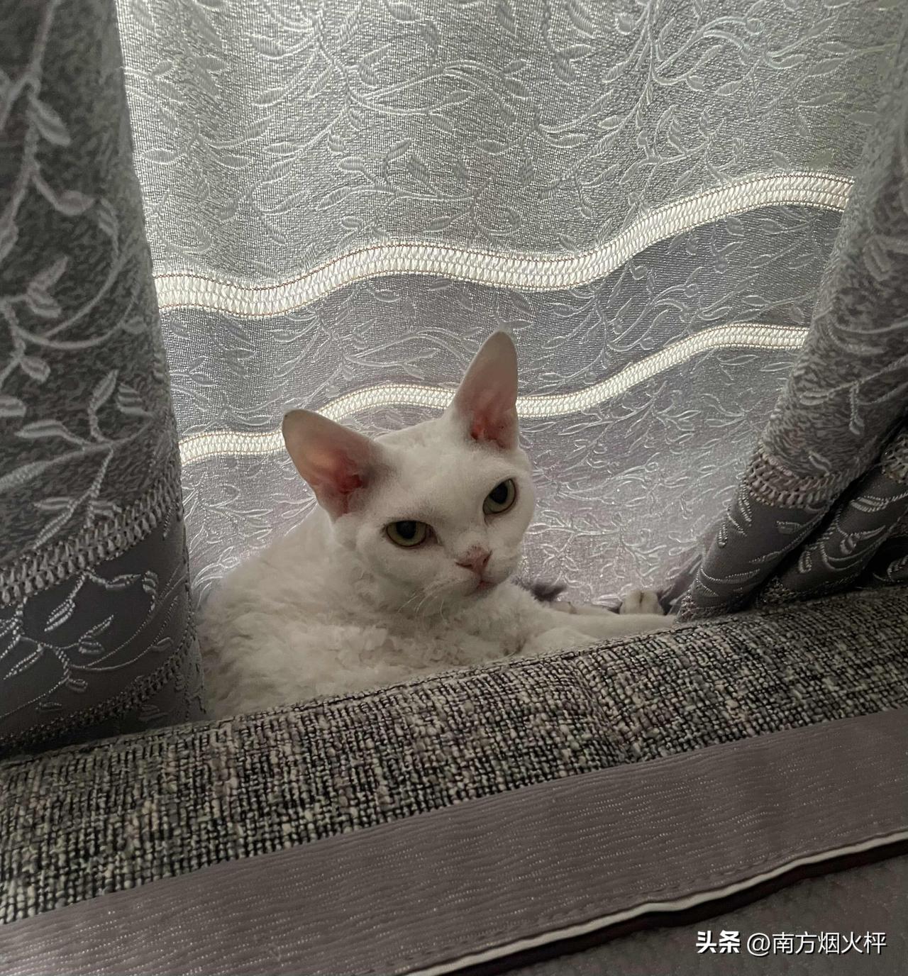 你家猫咪出现过哪些举动呢?
今天回家，差点找不到我家小猫咪了，叫了好久，也不出来