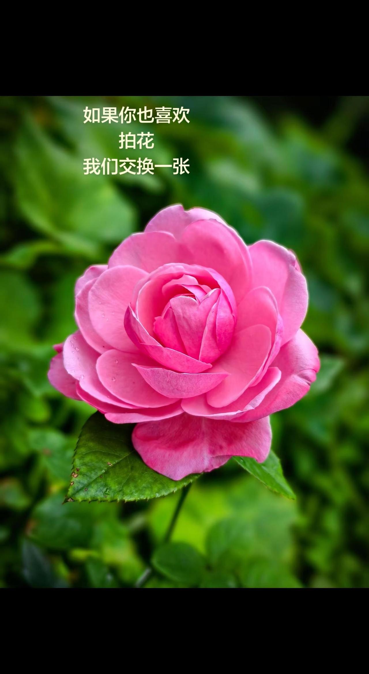 送你一朵粉色的浪漫，愿你的心情今天也如它般明媚。分享一下你最近拍的最漂亮的花。真