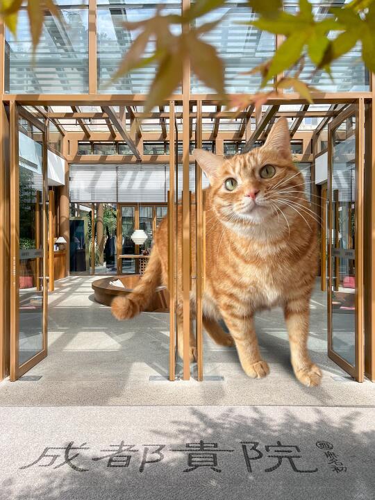 子曰：贵猫住贵院🍊