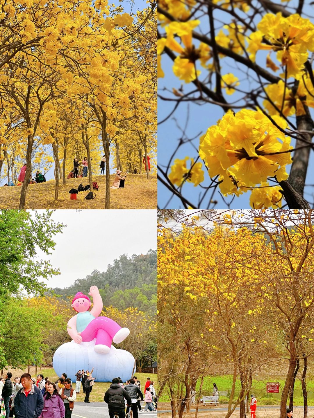📍 「松山湖黄花风铃木」打卡💛附超详线路