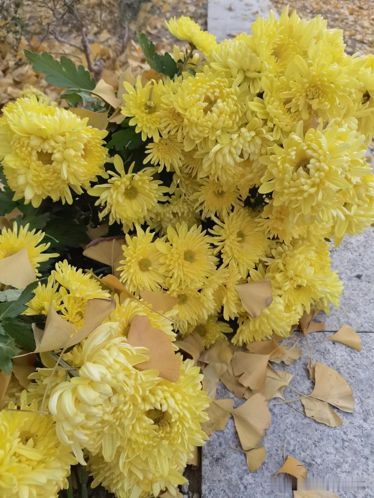 路过人家门口，拍的一丛菊花