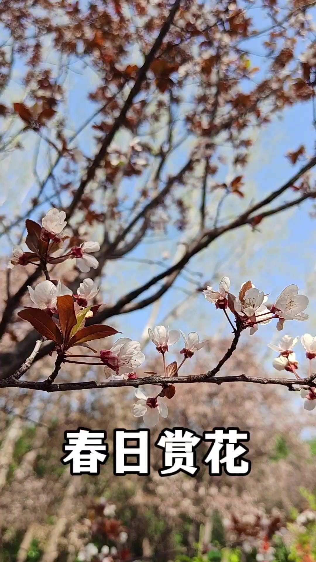 🌸春日开封赏花真绝了！最近去了开封，才知道什么叫"百花争艳"～走在古城墙下，各