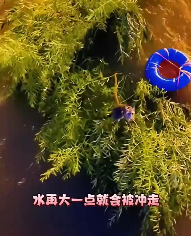 看到没，当年意林中臆想美国救小动物的一幕，如今真真实实地出现在中国。7月14日，
