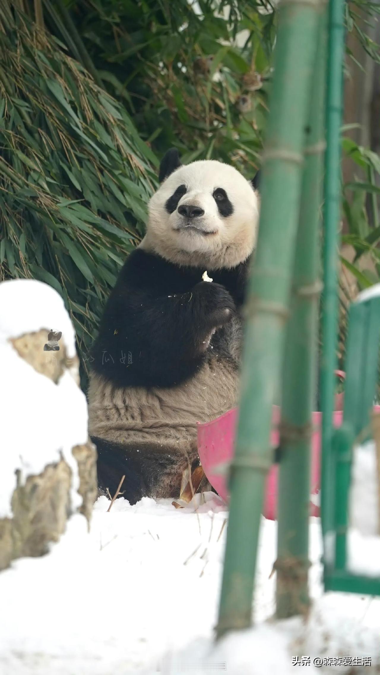 印象里面，萌兰和雪景的适配度可能真的非常的高。

我喜欢萌兰，由他关注到胖大海，