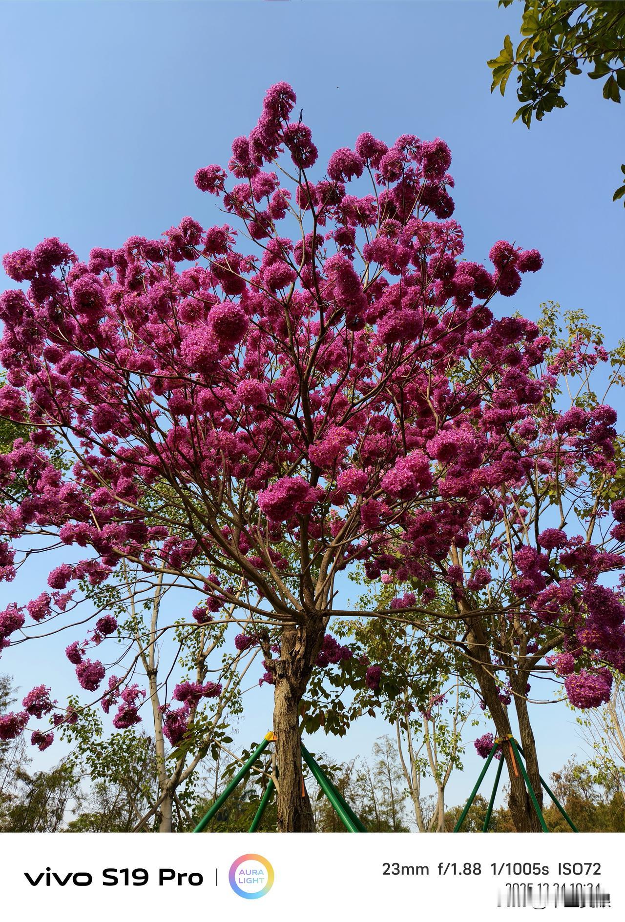 我国台湾省有台独分子，香港特别行政区有港独分子，为何澳门特别行政区没有澳独分子？