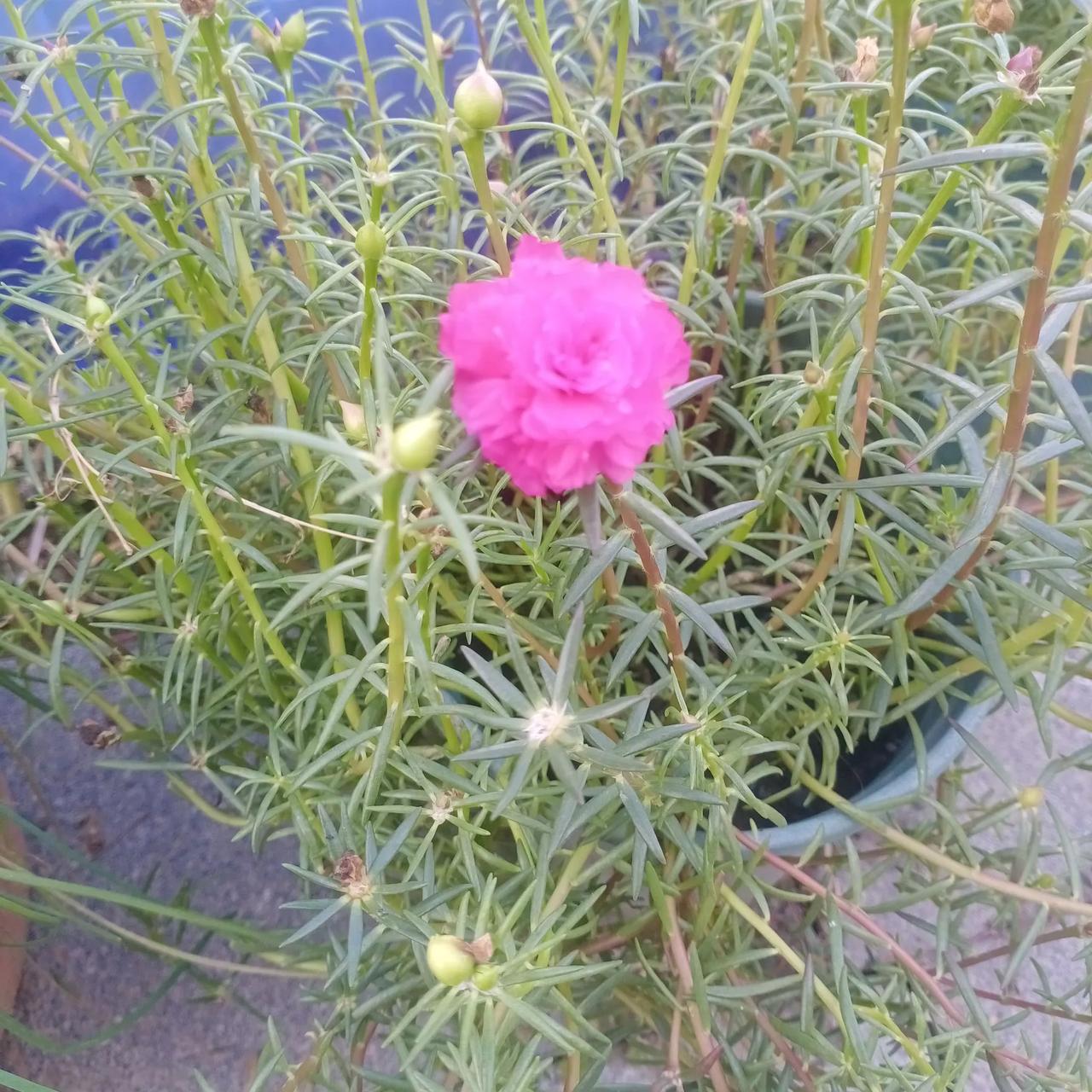 是让俄罗斯的“海燕”、“波塞冬”给刺激了？美国有些急眼。特朗普刚宣布重启核试验，