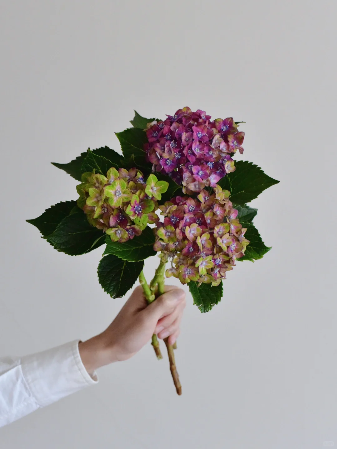 绣球·魔幻城堡