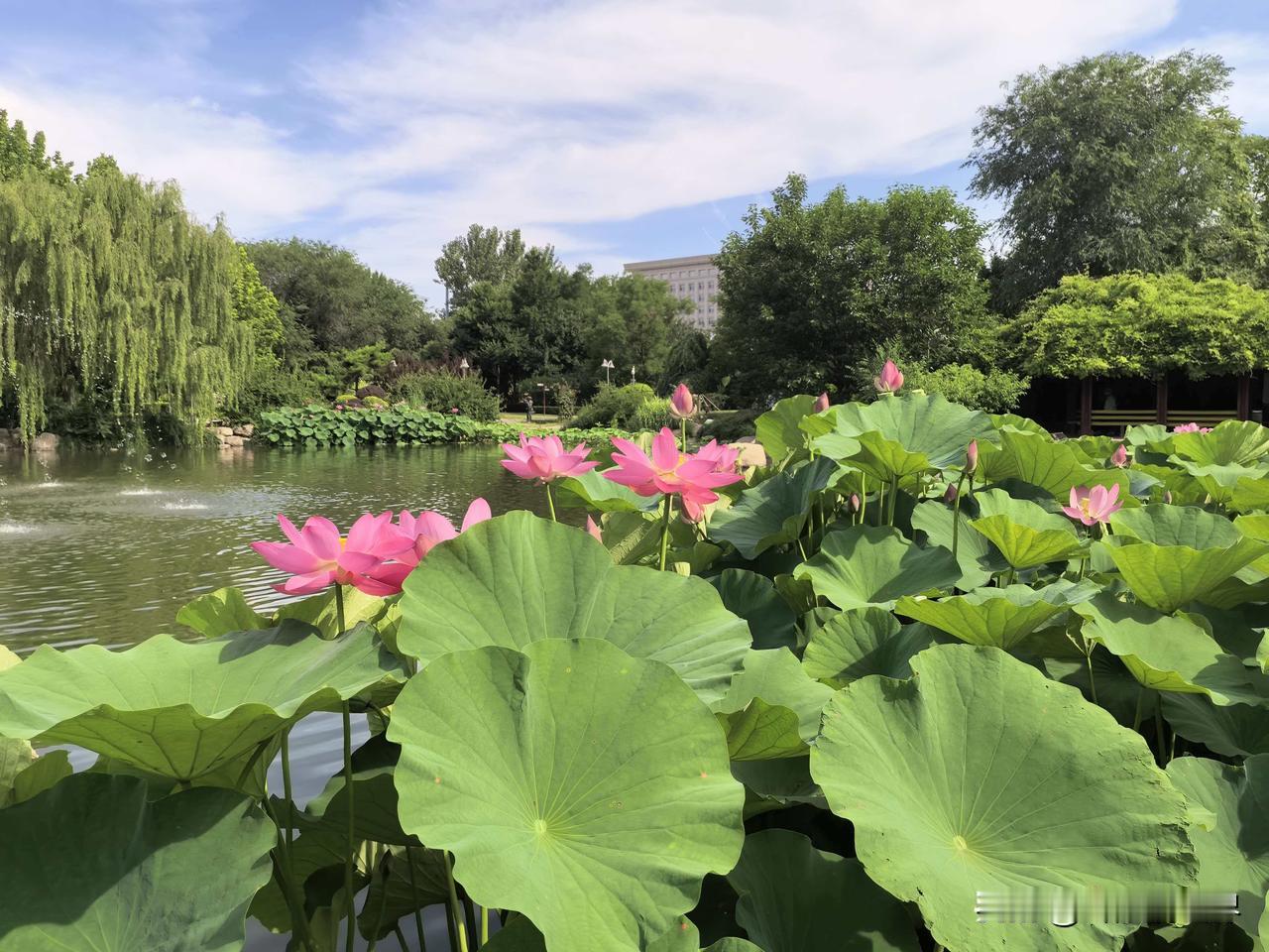 【武清漫步】盛夏，六月。大雨过后，第二天清晨，晴空万里，碧空如洗。蓝蓝的天空，云