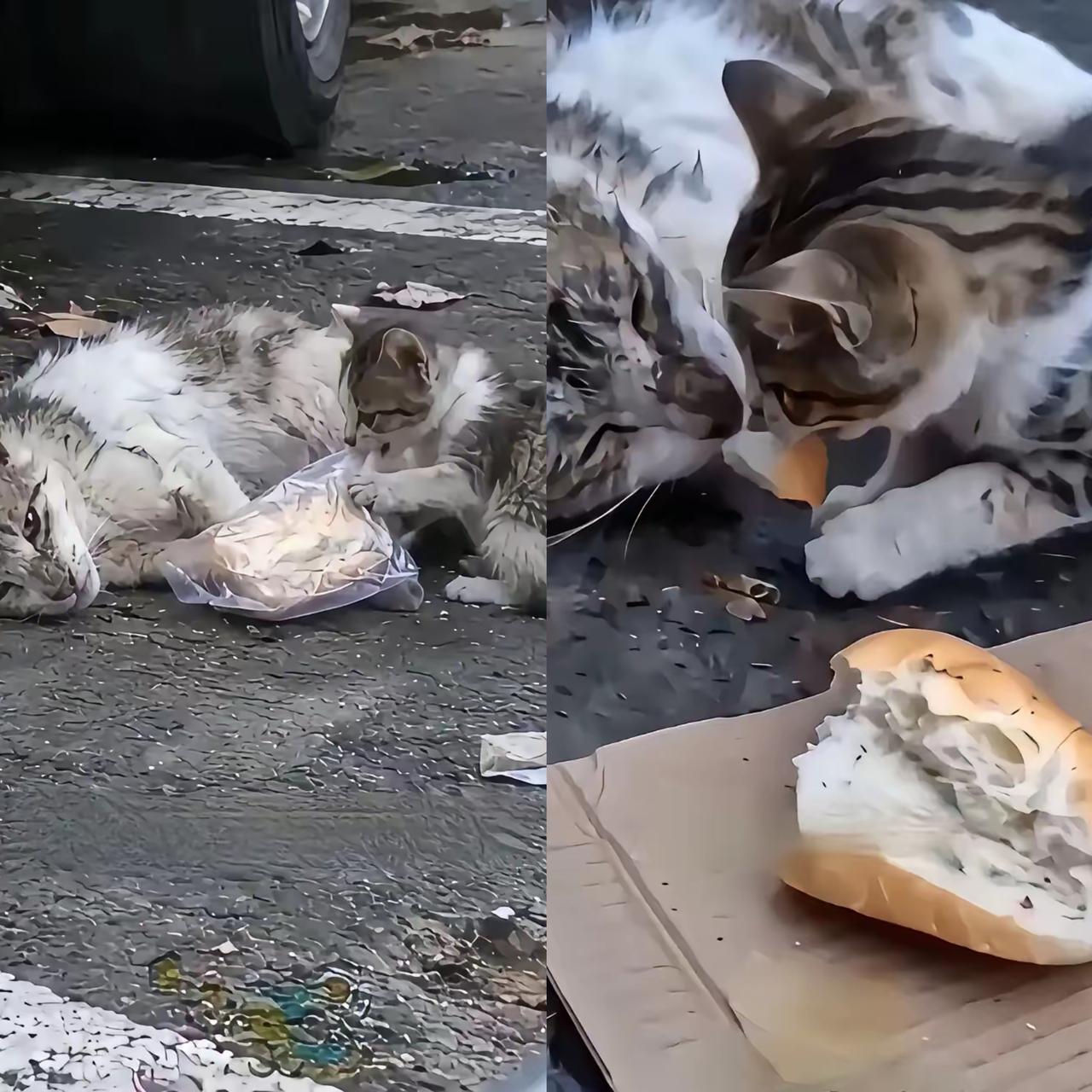 谁能想到，小动物表达爱的方式，笨拙得让人破防。
     猫妈妈病倒虚弱地躺在地