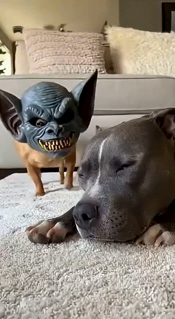 原来长得凶还是很有杀伤力的[笑哭][笑哭][笑哭]