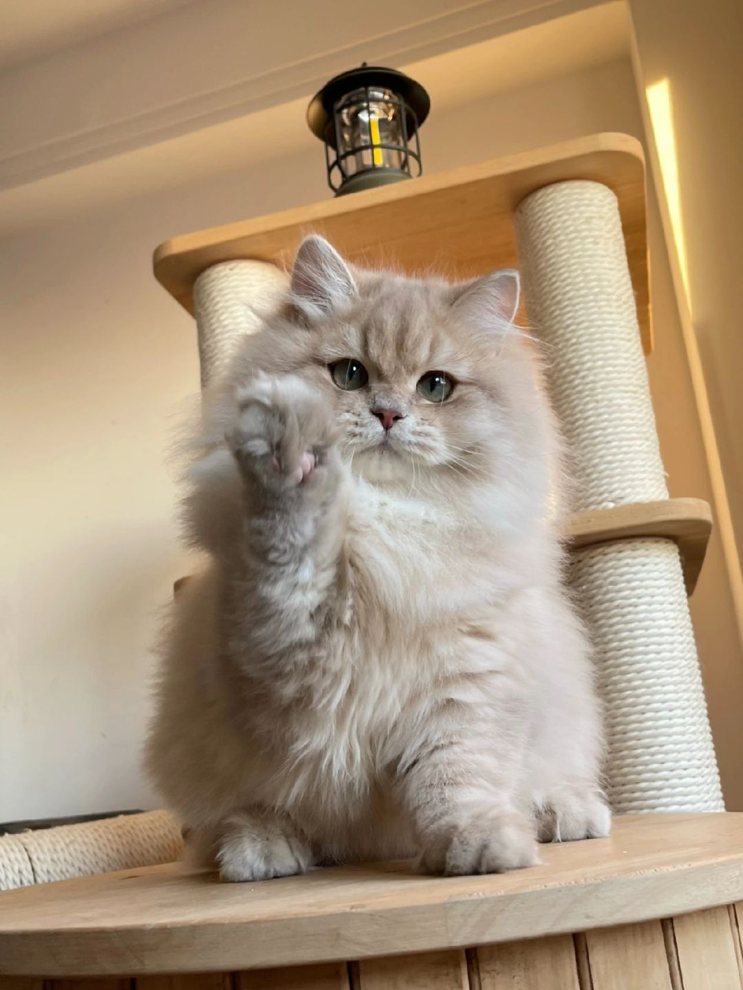 可爱合集～快来吸！！！