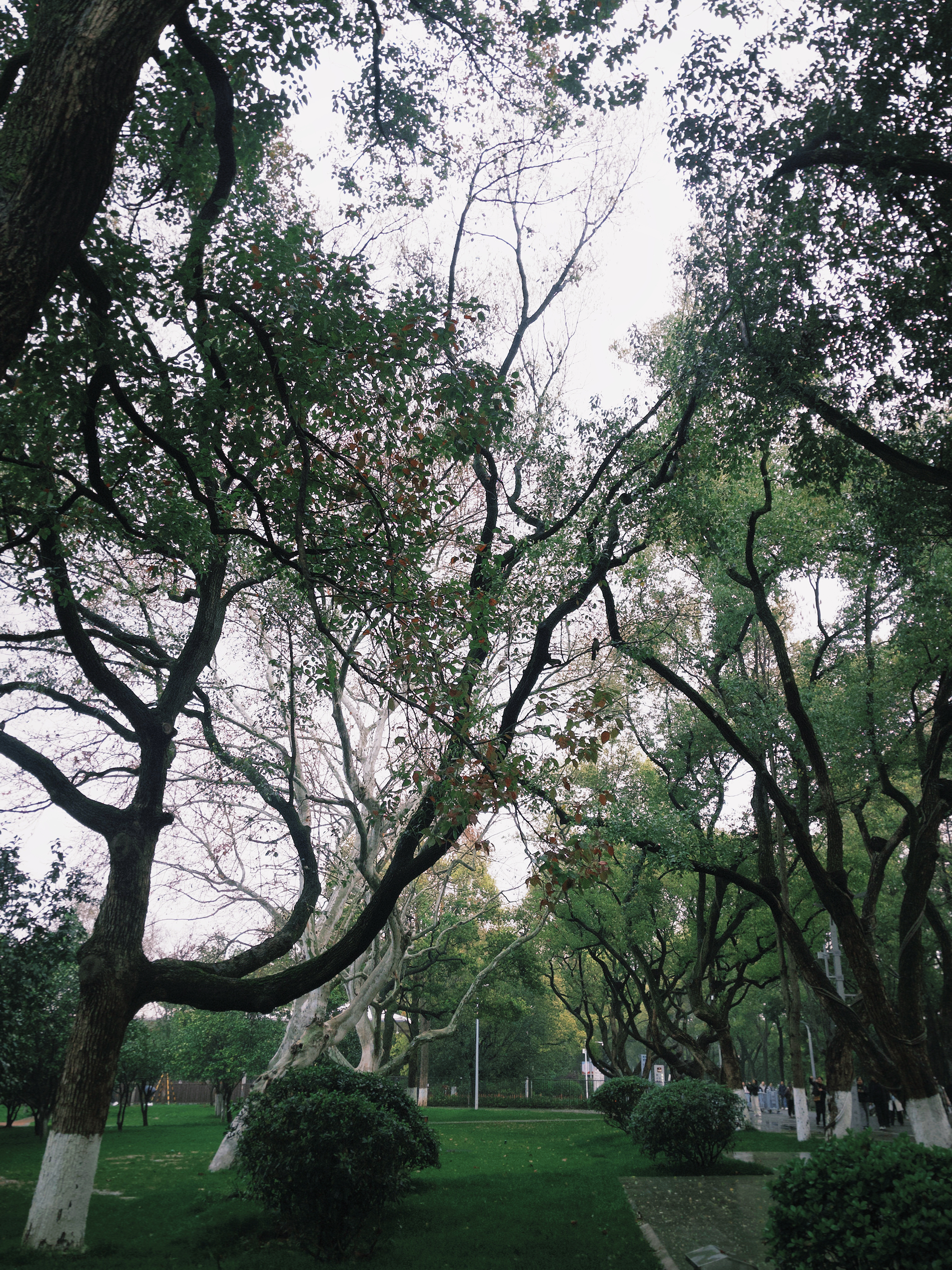長沙·橘子洲 ​​​