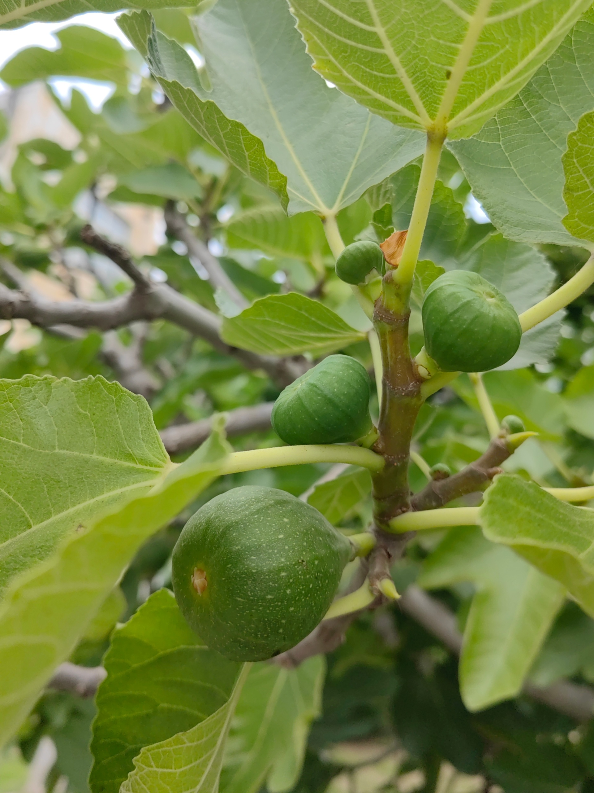 每次看到这些无花果树结果，就知道夏天来了。小区里到处都是，到时候去偷吃。