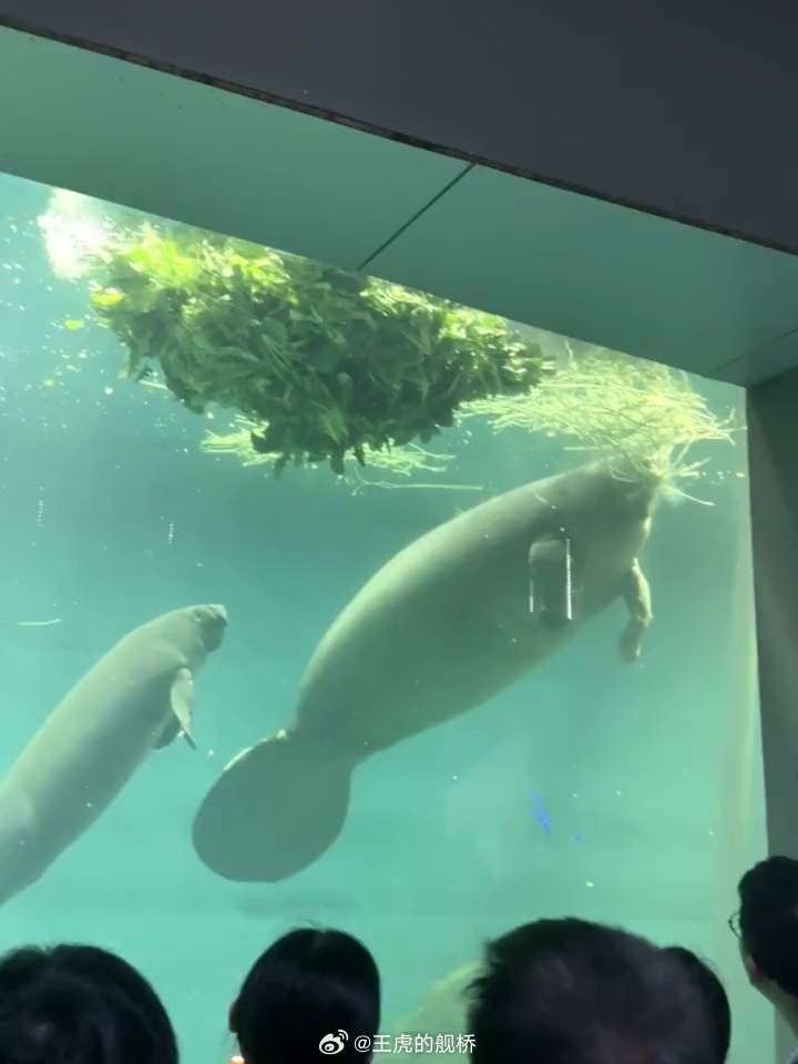 什么叫“海牛到了山东也要吃豆撅子？”😨 ​​​