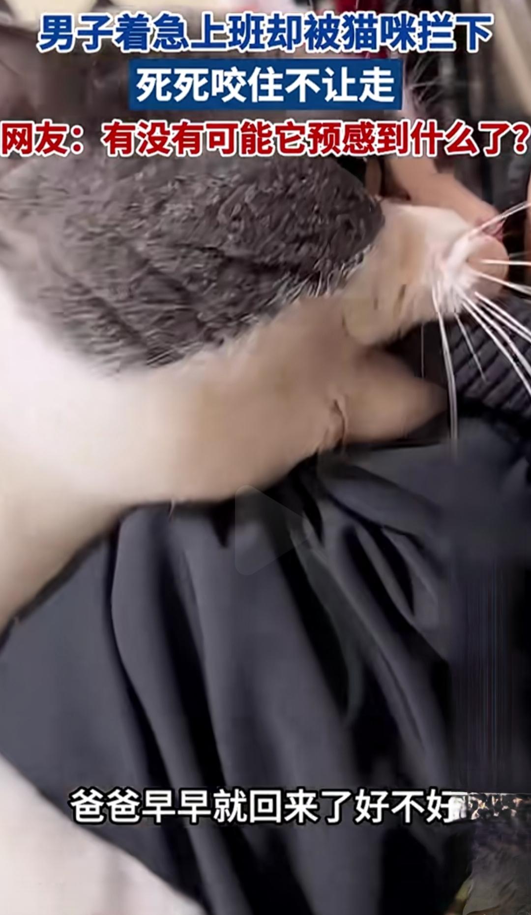 男子着急上班却被猫咪拦下，死死咬住不让走——这剧情一出，瞬间让人忍俊不禁。你以为