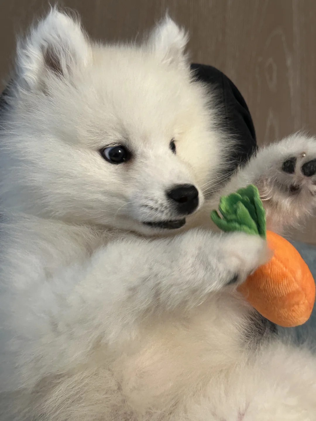 妈妈 胡萝卜怎么会跑啊啊啊啊