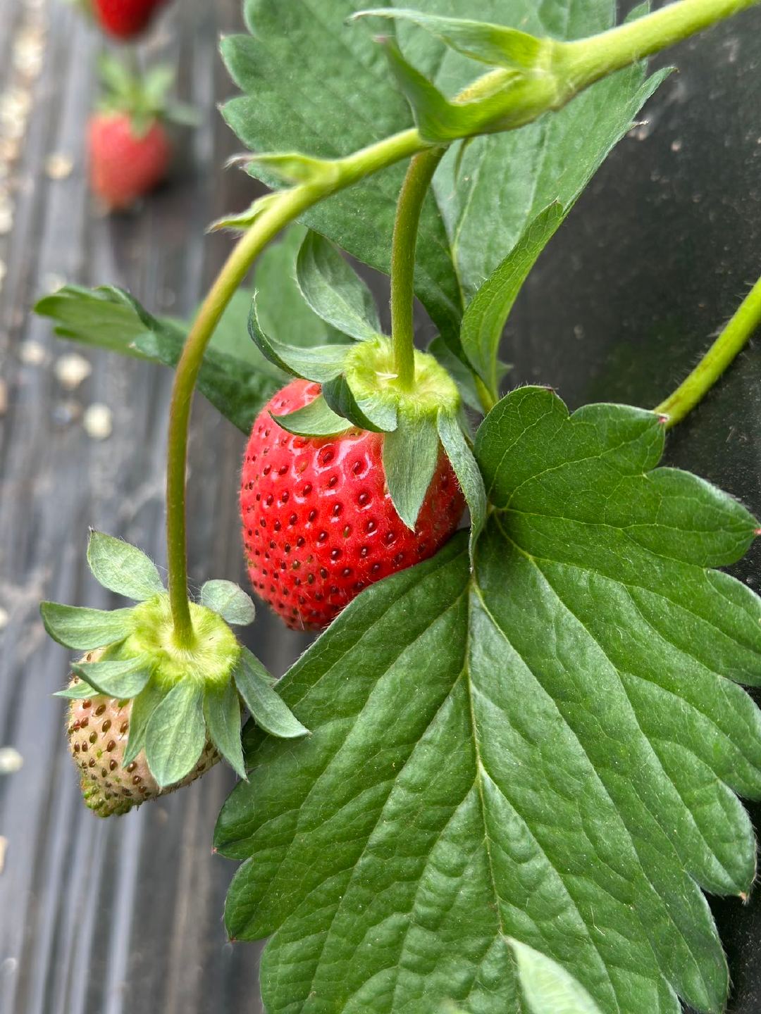 冬天第一颗草莓的仪式感，我今年是彻底被大凉山香野隋珠草莓征服了！它可不是一般的草