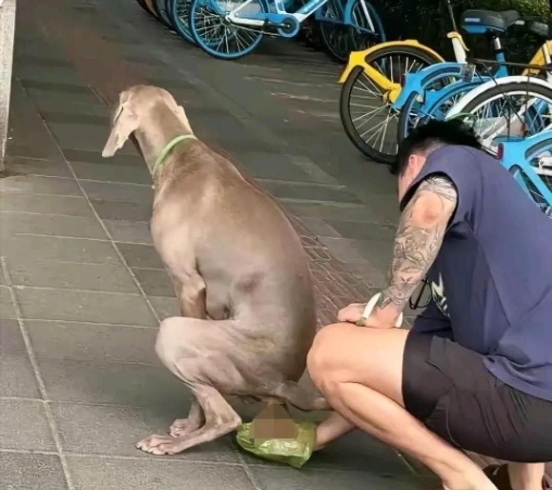 一个男子昨晚在路边，偶然间看到了一幕令人温暖的场景。
他注意到一位狗主人正在认真