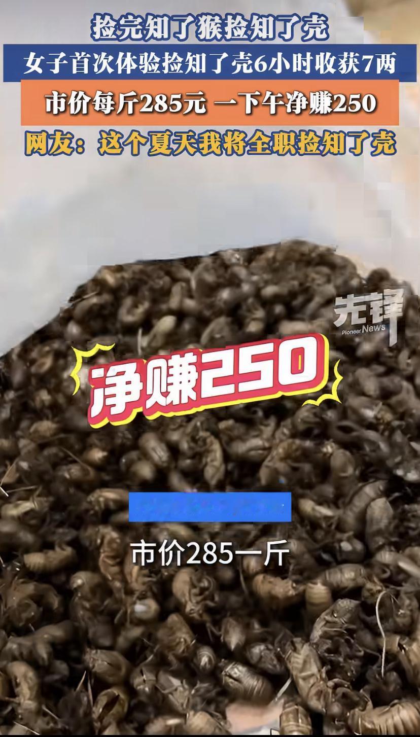俩夏天捡知了壳狂赚130万?这事得掰开揉碎了看!
先说账本按一斤285块算，13