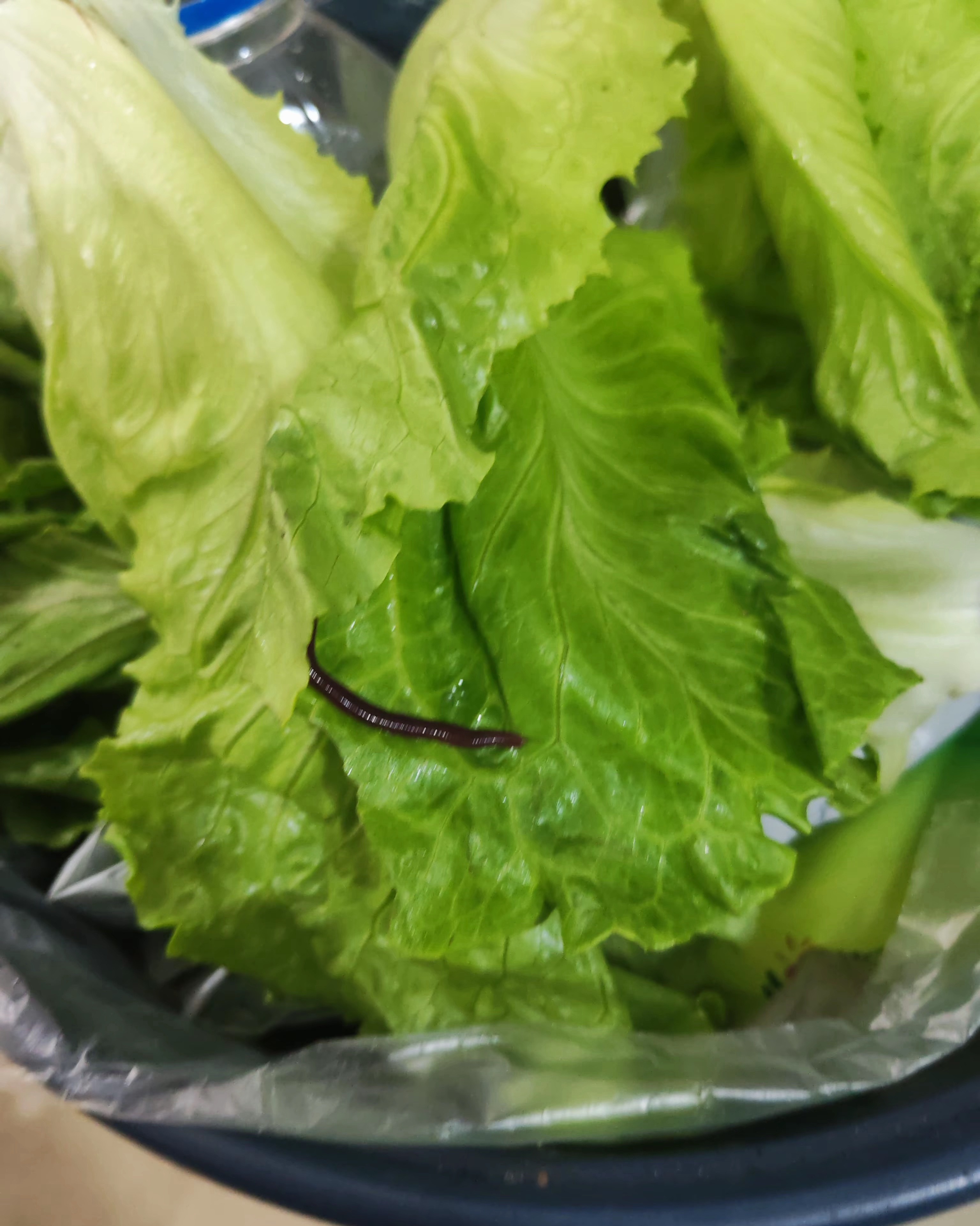 爱吃生菜的人天塌了下次吃烤肉，我能自带生菜去吗？说实话，生菜这玩意，自己洗都不见