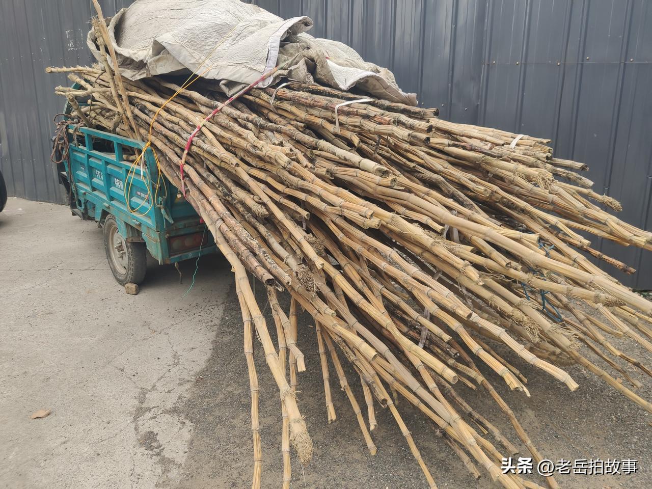 一车丢弃都找不到合适地方的干甘蔗，让我联想不断。
今天上午，我外出溜达，在路上遇