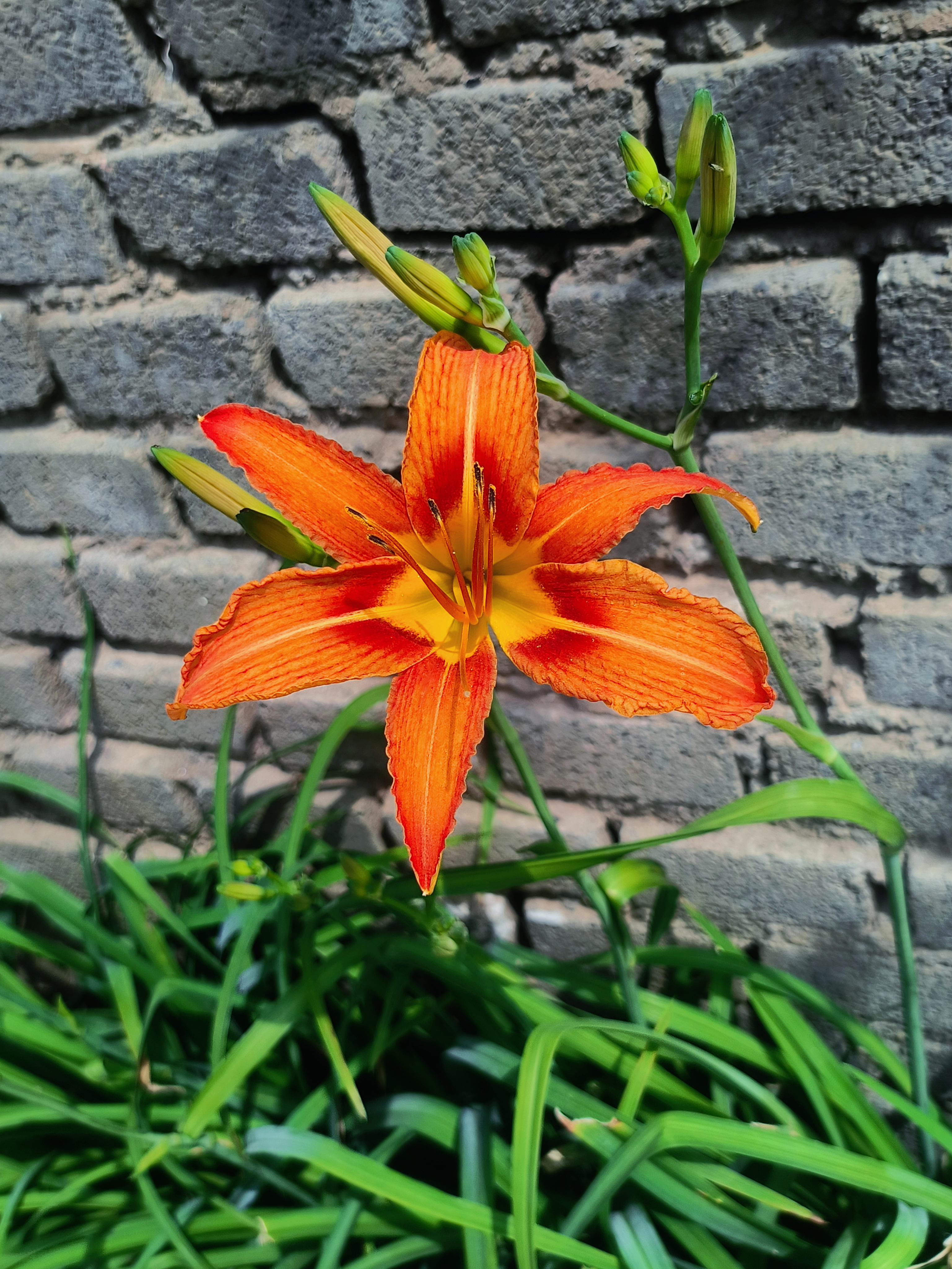 ☀️₊˚⊹🌿🌾🇸 🇺 🇲 🇲 🇪 🇷🌺🌸⁺ .⋆🐝。 