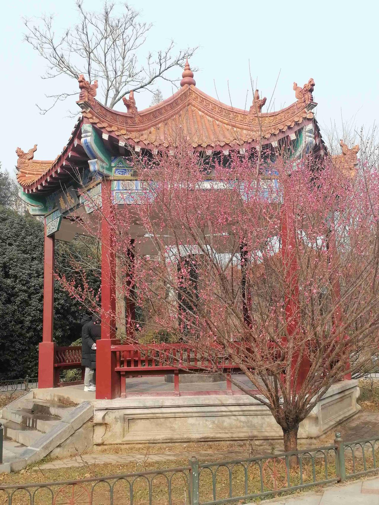 我的今日状态：梅花开了，民权亭！😁轻松愉快
我这里的天气：☀️晴天