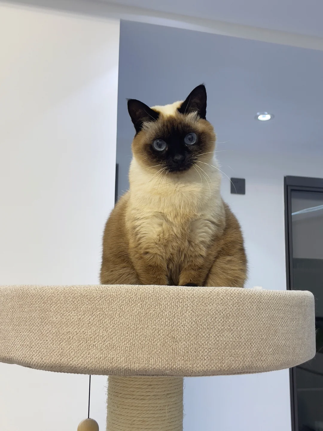 人，咪会一直盯着你