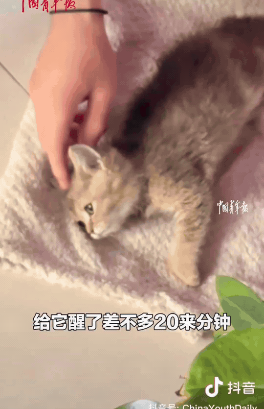 内蒙古乌兰察布，潘女士的母亲在小区里发现了一只冻僵的小猫。小猫身体僵硬，眼神呆滞