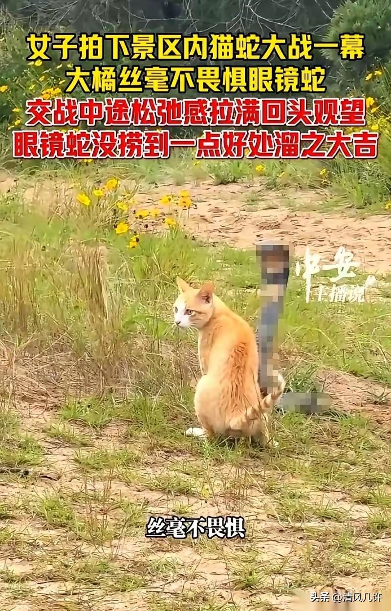 普陀山那场猫蛇大战，最让人头皮发麻的，不是蛇竖起来那一瞬间。是猫在攻击间隙，居然
